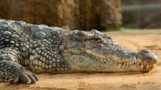 The biggest crocodile in nilwala river | නිල්වලා ගඟේ ලොකුම කිඹුලා