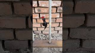 Саморобний дятел #bandertech #lifehacks #diy #ideas #hammer #toys