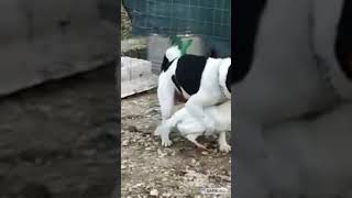 Dog Fucking Chicken