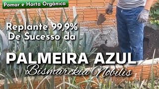 #Replante 99,9%. Método ESTUFA. PALMEIRA AZUL# do Canteiro.