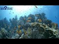 【4k 水中映像】紅海の海中風景 underwater scenery redsea egypt