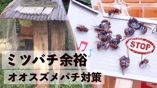 【スズメバチ対策】ネットに守られミツバチ余裕👍じっくりオオスズメバチの観察をしてみた👀✨