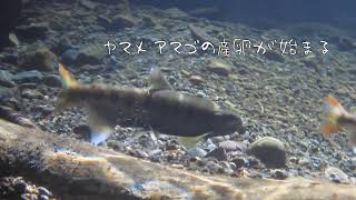 ヤマメ・アマゴの産卵・産卵床・水中映像・実写【癒しの風景】