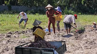 Close-up of gardening, harvesting a huge amount of sweet potatoes