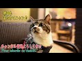 寝正月でもいい匂いには釣られる食いしん坊な猫☆お正月なのでしめ縄で正装するリキちゃん【リキちゃんねる・猫動画】cat video　キジトラ猫との暮らし