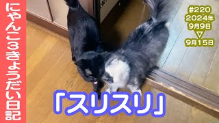 にゃんこ3きょうだい日記 #220 Diary of 3Cats [Sep.9-15/2024]