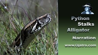Python stalks Alligator 01 Narration