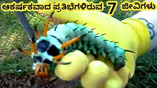 ಆಶ್ಚರ್ಯವಾದ ಜೀವಿಗಳು || Five Amazing Talent Creatures Part 15 || Kannada Factoids