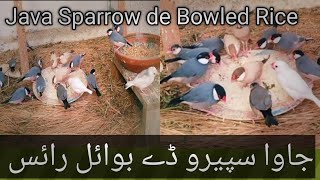 جاوا سپیرو ڈے بوائل رائس