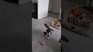 Cute boston terrier puppy chasing a squeaky ball #bostonterrier #puppyvideos