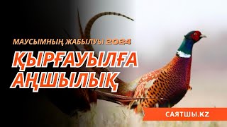 Маусымның жабылуы Қырғауылға аңшылық 2024!  Охота на фазана 2024!