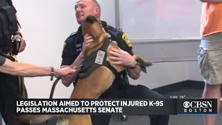 'Nero's Law', Legislation Aimed To Protect Injured K-9s, Passes Massachusetts Senate