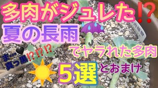 【多肉植物】多肉が…ジュレた⁉️夏の長雨後、ヤラれてた多肉5選とおまけ🎶