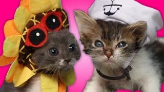 Kittens Try To Wear Tiny Hats