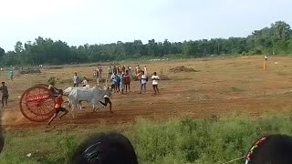 Ramakrishna Narsiyapeta Bulls in chandrayyapeta Race #bullrace #festival #bulllovers