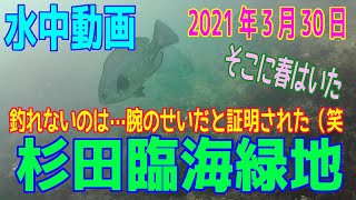 水中動画（2021年3月26日）in 杉田臨海緑地