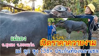 เปิดราคาควายงาม แม่ ลูก สูง 138+ ประกันท้องฉลามชล เอกสารครบ แม่แดง 061-9386794 อ.ชุมแพ จ.ขอนแก่น