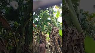 vivasayam matrum thotta payeer #farming #shortsvideo #agriculture #vivasayam #tamil