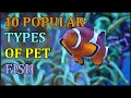 10 Popular Types Of Pet Fish | Animal Globe