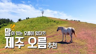 말이 돌아다니는 제주도 오름이 있다 제주 서쪽 오름 추천 BEST3 제주도여행