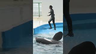 ラビーちゃんとF川トレーナーさん、おねだり、shorts　 #orca #dolphin #鴨川 #水族館 #잉어 #killerwhales #鴨シー＃鴨川シーワールド＃癒し