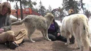 Mission Wolf visits Colorado Wolf and Wildlife Center  WOLVES