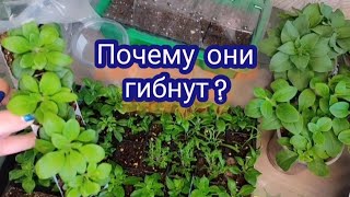 Почему у меня погибали черенки, а сейчас выпада нет