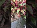 my croton plant roots are over crowded gardening