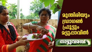 മുന്തിരിയും ഡ്രാഗണ്‍ ഫ്രൂട്ടും മട്ടുപ്പാവില്‍ വളര്‍ത്താം - NATTUVARAMBU | 27 OCTOBER 2019 | JANAM TV