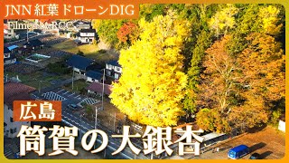 筒賀の大銀杏【JNN 紅葉ドローンDIG 2024】｜TBS NEWS DIG