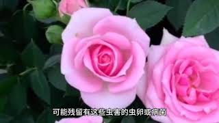 3月养月季做好5个“小细节”根系壮、枝叶茂开花一茬又一茬！