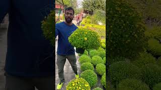 1000 flowers 🌺 Guldawari  हजारों फूल खिलते हैं इस गुलदाउदी की पौधों में