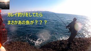 釣り日記 兜千畳敷でカレイを狙っていたら、まさかの魚が！！！