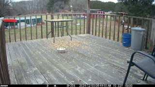 Acrobatic gray squirrels out on the deck together. One on the table trailcam 20241209