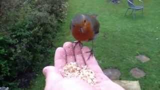 Tame hand feed robin