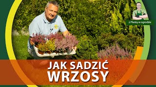 Jak sadzić wrzosy - Z PLANTĄ W OGRODZIE