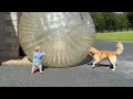 Adorable Baby Boy And Retriever Pup Play With Giant Indestructible Ball! (Cutest Ever!!)