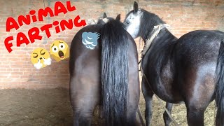 🙀 Try to Close your nose 😹 Funny Animal Farting Compilation!!