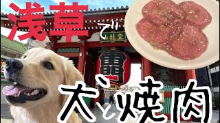 【犬旅】犬と一緒に行ける焼肉屋さん/浅草散策して浅草寺へ🏮✨