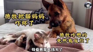 德牧把猫妈妈吓坏了