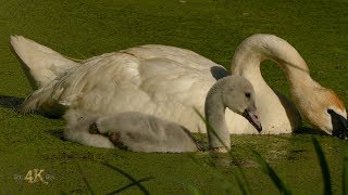 Canada: One hour bird and wildlife footage in 4K - June week 4