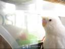 オカメインコ、レキの盗み食い