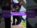 タマの大冒険 さかがみ家 保護犬 保護猫 坂上忍 dogs cats shorts