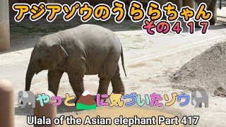 アジアゾウのうららちゃん（４１７）🐘やっと🏔️に気づいたゾウ🐘（東山動植物園）Ulala of the Asian elephant Part 417