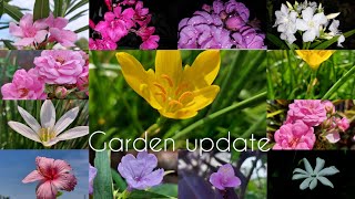 my garden update/ கண் கவரும் பூக்கள்