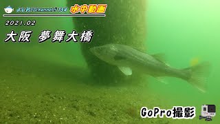 大阪 舞洲 夢舞大橋／水中カメラで釣り場の海中撮影 No.153