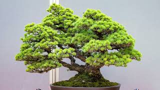 49th Higashi Prefecture Branch Bonsai Exhibition 2022 Japan