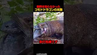 限界を知らなかったコモドドラゴンの末路