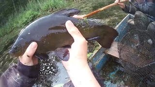 ОГРОМНЫЕ ЛИНИ ЛЕЗУТ В ВЕРШИ | НЕ ВЫТЯНУТЬ ИЗ ВОДЫ