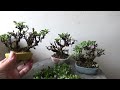 盆栽工房 春嘉 315 【雑木の剪定】春と間違えて芽吹く some y trees are still growing even in wnter.